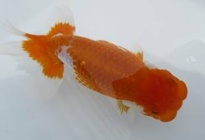 [ heaven Akira golgfish ]### carefuly selected book@ life fish ## # special selection fish # two -years old stop. beautiful tail shape. .. convention for #.2