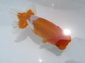 [ heaven Akira golgfish ]### carefuly selected book@ life fish ## # special selection fish # two -years old stop. beautiful tail shape. .. convention for #.5