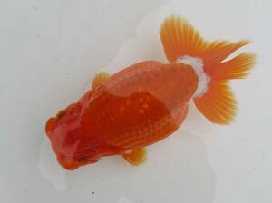 [ heaven Akira golgfish ]### carefuly selected book@ life fish # two -years old 15.0 centimeter fat stop. beautiful tail shape. .. convention for #MM.8