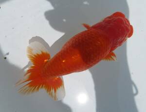 [ heaven Akira golgfish ]### carefuly selected book@ life fish # two -years old fat stop. beautiful tail shape. .. convention for #.3