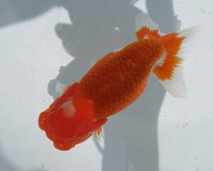 [ heaven Akira golgfish ]### carefuly selected book@ life fish # two -years old fat stop. beautiful tail shape. .. convention for #.10