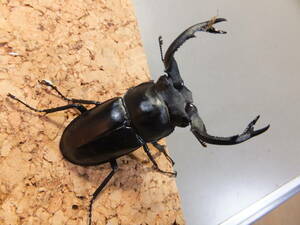 Rhaetulus crenatus crenatus　タイワンシカクワガタ　♂５６♂５５mmの２ペア　　№２２・２３