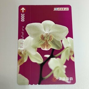 パスネットカード　東急電鉄　花　植物　白い花　赤い　はな　フラワー　６穴　使用済み