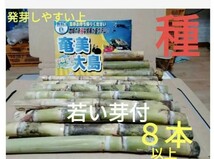 今年　ラスト〜　Sale　サトウキビ種　　　　999円→777円 ご愛顧ナンバー　　　　　　　5月17日が最終発送です。_画像4