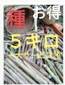 今年ラスト〜Sale　サトウキビ種　5キロ以上〜　　2枚目観てください(#^.^#)　　ご愛顧ナンバー