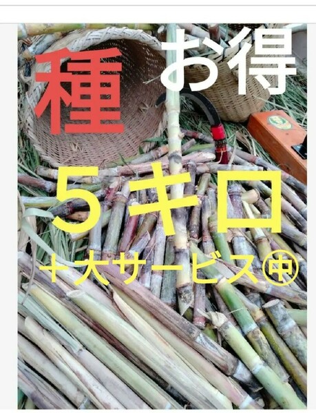 今年ラスト〜Sale　サトウキビ種　5キロ以上〜　　2枚目観てください(#^.^#)　　ご愛顧ナンバー