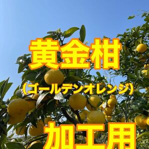 黄金柑　加工用　箱込み3kg 大小混合　無農薬　小田原・江の浦産