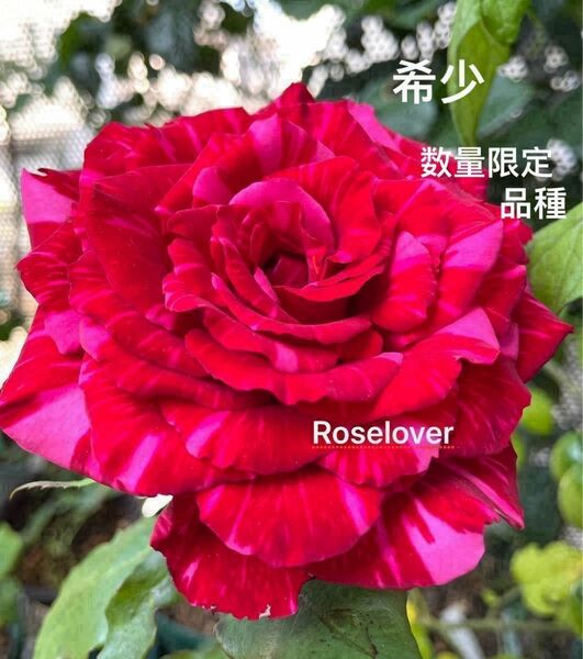 ① 超希少レア切花品種　流通無し　複色　トゲがない品種　薔薇苗　挿し木　