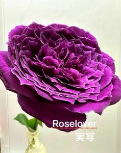 (O）入手困難 切り花品種　香り　ピンクから紫の花色に　挿し木　バラ　アート～