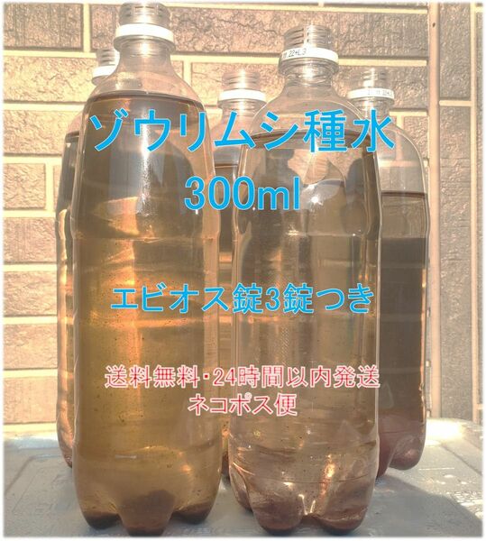 ゾウリムシ種水 300ml　エビオス3錠つき