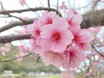 (河津桜)