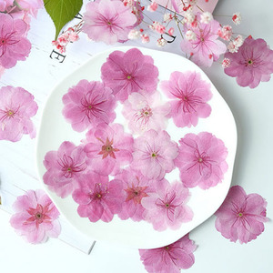 Сакура в стиле вишневой вишневой цветок прессованный цветочный материал Материал Материал Смола лепеспелитет в лепестках.