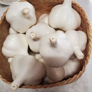  Aomori prefecture production L size 2kg garlic Fukuchi white six one-side kind 