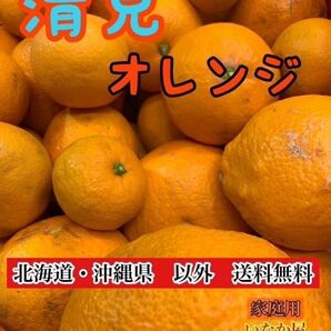和歌山県 清見 オレンジ フルーツ 家庭用 b品 セール 早い者勝ち 柑橘の画像1