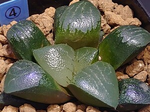 ハオルチア☆月影☆Haworthia