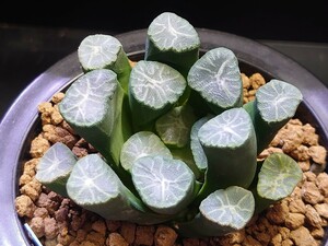 ハオルチア☆万象ラベル落ち①☆Haworthia