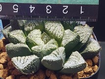 ハオルチア☆ラベル落ち（チャーミー）☆Haworthia_画像7