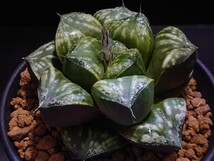 ハオルチア☆姫葵KNS-5☆Haworthia_画像4