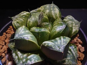 ハオルチア☆姫葵KNS-5☆Haworthia