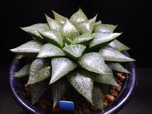 ハオルチア☆シャープ葉コンプト☆Haworthia_画像3