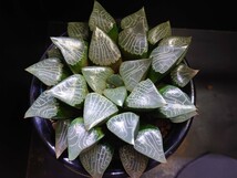 ハオルチア☆花影☆Haworthia_画像7