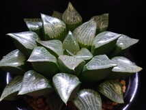 ハオルチア☆花影☆Haworthia_画像1