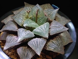 ハオルチア☆♀ISIアトロフスカx♂毛蟹☆Haworthia