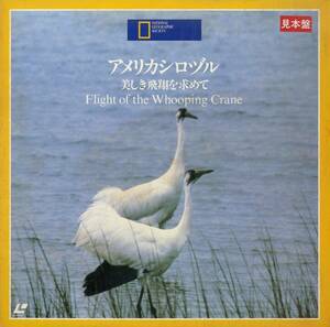 B00155727/LD/「アメリカシロヅル 美しき飛翔を求めて Flight Of The Whooping Crane」