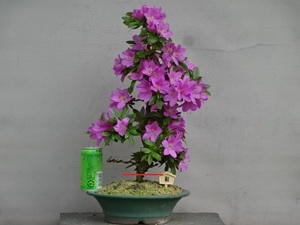 【趣味のさつき】 花のきれいな希少品種 「 和 」 樹高 40㎝　幹回り 6㎝　皐月盆栽 　