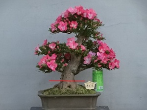 [ хобби. satsuki ] популярный товар вид. futoshi предмет средний товар [ Sakura ] высота дерева 38.. вокруг 24. Rhododendron indicum бонсай 