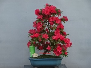 [ хобби. satsuki ] цветок. красивый популярный товар вид [...] высота дерева 45.. вокруг 7. Rhododendron indicum бонсай 