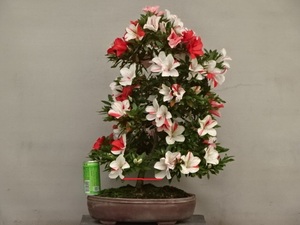 【趣味のさつき】花のきれいな人気品種 「海ほたる」 樹高 54㎝　幹回り7.5㎝　皐月盆栽 　