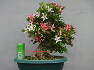 [ хобби. satsuki ] цветок. красивый редкий товар вид [. сверху. свет ] высота дерева 34.. вокруг 21. Rhododendron indicum бонсай 