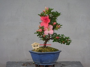 [ хобби. satsuki ] маленький предмет поддон .. маленький товар [ персик Taro ] высота дерева 20.. вокруг 4. Rhododendron indicum бонсай 