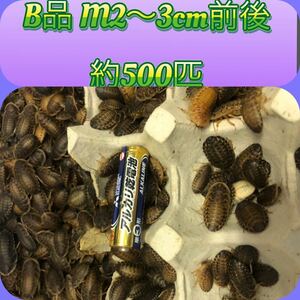 デュビア B品 扁平 サイズバラつきあり　完全無選別　平均M 2cm〜3cm前後 約500匹【M's】