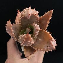 σ アロエ アクレアータ クロウジアナ 実生 2.5号 Aloe aculeata var. crousiana 多肉植物 サボテン ユーフォルビア コピアポア_画像5