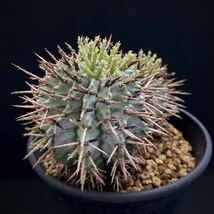 σ ユーフォルビア ゼブラホリダ (FUK-イⅡ) ♂3.5号2頭株 1枚目参考画像 Euphorbia horrida【ホリダシンパ】多肉植物 サボテン コピアポア_画像6