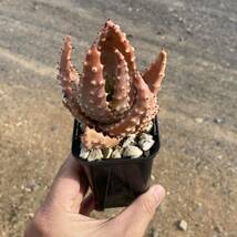 σ アロエ アクレアータ クロウジアナ 実生 2.5号 Aloe aculeata var. crousiana 多肉植物 サボテン ユーフォルビア コピアポア_画像10