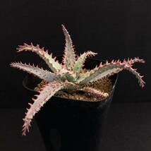 σ アロエ ワイリーコヨーテ 3号 1枚目参考画像 Aloe ’Wily Coyote’ (Karen Zimmerman hybrids) 多肉植物 サボテン ハオルチア_画像5