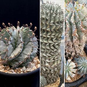 σ ユーフォルビア 特太ゼブラ(倉2) × 臼田太白ホリダ 実生株 ♂3号(初出品) Euphorbia horrida【ホリダシンパ】多肉植物 サボテン オベサ