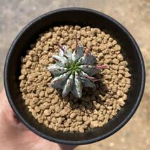 σ ユーフォルビア ゼブラホリダ (FUK-SIG②) ♀3号(初出品) 1枚目参考画像 Euphorbia horrida【ホリダシンパ】多肉植物 サボテン オベサ_画像10