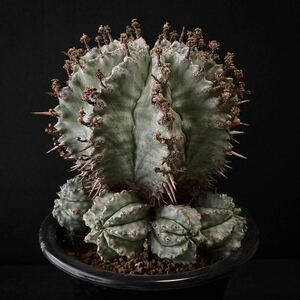 σ ユーフォルビア ゲンコツホリダ ♂3号 1枚目参考画像 Euphorbia horrida【ホリダシンパ】多肉植物 サボテン パキポディウム コピアポア