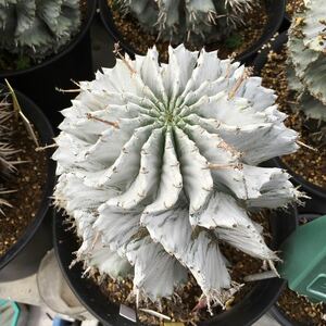 σ ユーフォルビア 藤田特白ホリダ アルバ (FUK-M＃1600) ♀3号 1枚目参考画像 Euphorbia horrida【ホリダシンパ】多肉植物 サボテン