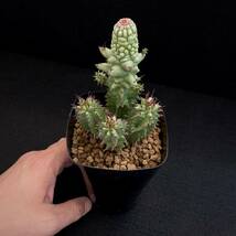 σ ユーフォルビア ホリダモンストローサ (FUK-TA) 3号 1枚目参考画像 Euphorbia horrida【ホリダシンパ】多肉植物 サボテン オベサ_画像3