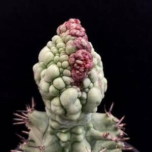 σ You fo ruby a Hori damon straw sa(FUK-TA) 3 number first reference image Euphorbia horrida[ Hori dasimpa] succulent plant cactus obesa