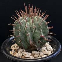 σ ユーフォルビア ホリダ 大型マジョール (FUK-M#1400) 4号充実株(初出品) Euphorbia horrida v. major【ホリダシンパ】多肉植物 サボテン_画像5