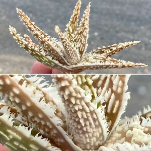 σ アロエ ハイブリッド (FUK-Twa) 抜き苗 Aloe hybrid (FUK-Twa) 1枚目参考画像 多肉植物 サボテン クラッスラ ワイリーコヨーテ