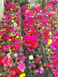 花サボテン交配種子セット　３Ｄ　３０種３０袋各２０粒以上