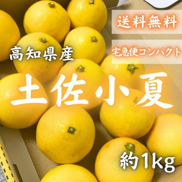 2高知県産 土佐小夏 約1kg 宅急便コンパクト 日向夏 ニューサマーオレンジ
