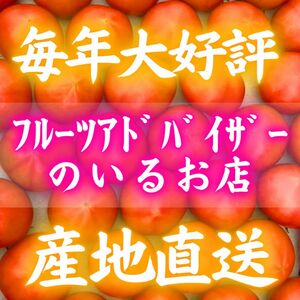 28知県産 土佐 フルーツトマト 産地直送 約1kg 宅急便コンパクト